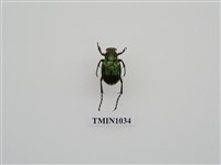 藏品(綠豔長腳花金龜)的圖片